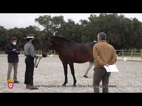 210201 8 Girassol - Aprovação de Garanhões
