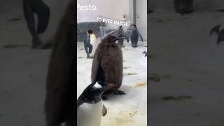 Download lagu This baby penguin named Pesto is huge 😂 mp3 Download lagu This baby penguin named Pesto is huge 😂 mp3