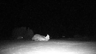 preview picture of video 'Three Foxes at El Mirage Dry Lake, Mojave Desert California  11/11/2012'