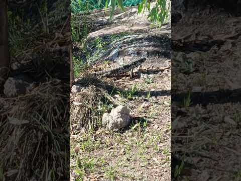 Iguana de Tanti #iguanas#tanti#cabañas#animales#fauna#cordoba