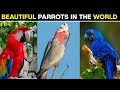 Most Beautiful Parrots In The World Amazing Parrots Top Tube Tv