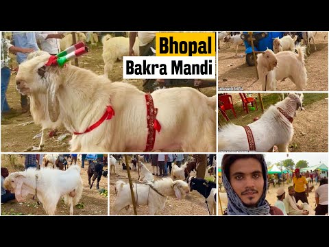Bhopal Bakra Mandi Gandhi Nagar
