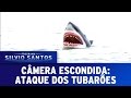 Câmera Escondida 01 05 16 Ataque Dos Tubarões