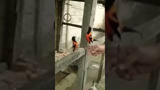 Download lagu burung champo tropical #burung #kicaumania #shorts mp3