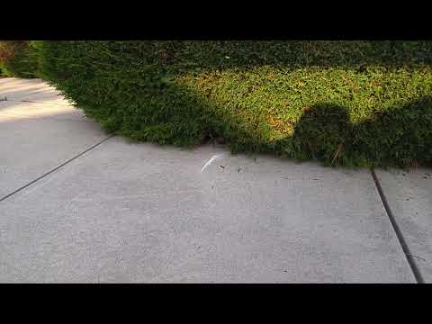 Paper Wasps Invade Shrubs in Lawrence Township, NJ