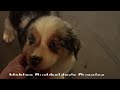 Miniature Australian Shepherd dogs for sale: Joey - Video 1