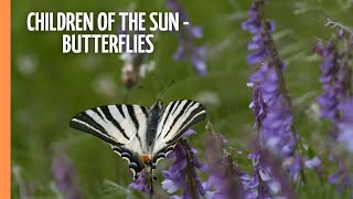 Children of the Sun - Butterflies