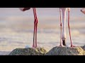 Flamingo Bird Egg Hatching Process Flamingo Wildlife Birds Animals Animalsvideo Bird Funny