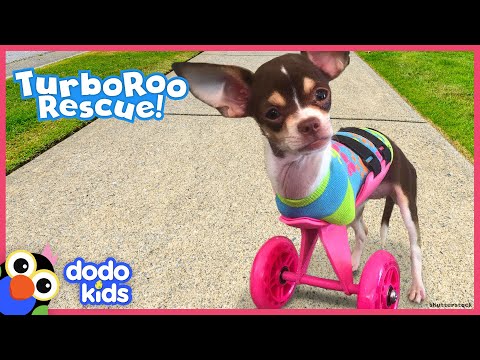 Little Dog With No Front Legs Gets The Tiniest Set of Wheels | Animal Videos For Kids | Dodo Kids