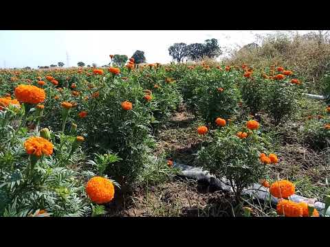 Tirath flower Rewa 9993901158