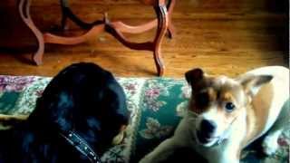 Puppies Have Sibling Rivalry