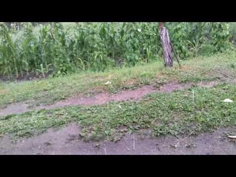 gheata la domnin salaj