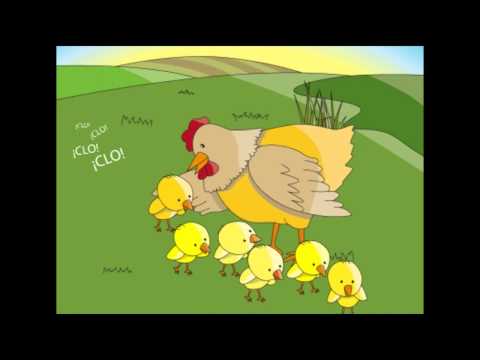 CUENTO: El pollito perdido