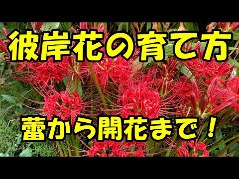 ヒガンバナ、ヒガンバナ、曼珠沙華、ヒガンバナ