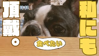 食べたくてちゃんと待ってる忠犬🐶