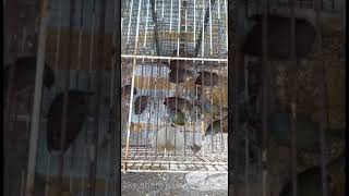 Download lagu Suara burung pleci dan plamboyan RIBUT mp3 Download lagu Suara burung pleci dan plamboyan RIBUT mp3