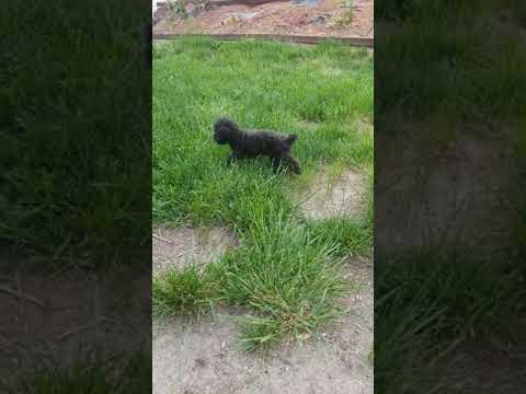 Bella toy poodle 5 weeks pregnant