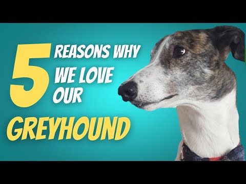 5 Reasons why we love our Greyhound!