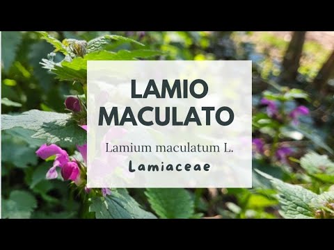 LAMIO MACULATO - Gefleckte Taubnessel - Spotted dead-nettle - Ortiga muerta - Lamier maculé