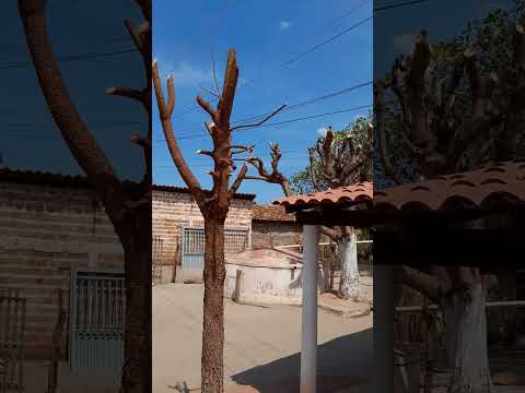 Esse lugar é um interior de Inhuma Piauí. 