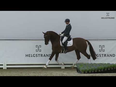 My Vitality by Vivaldi / D-Day - stallion born 2017 (GER)