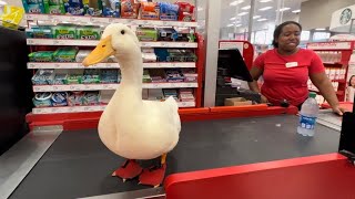 I took my duck to Target Mp4 3GP & Mp3