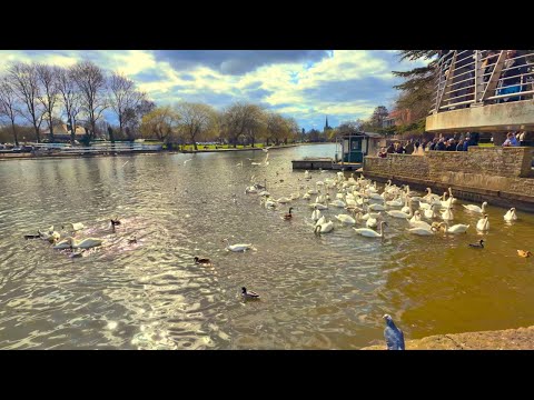 Peaceful Riverside Walk ⚓️ Stratford upon Avon | Shakespeare’s Hometown in the Cotswolds