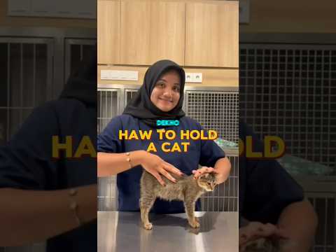 The Right Way to Pick Up a Cat! (@masvet_bali)