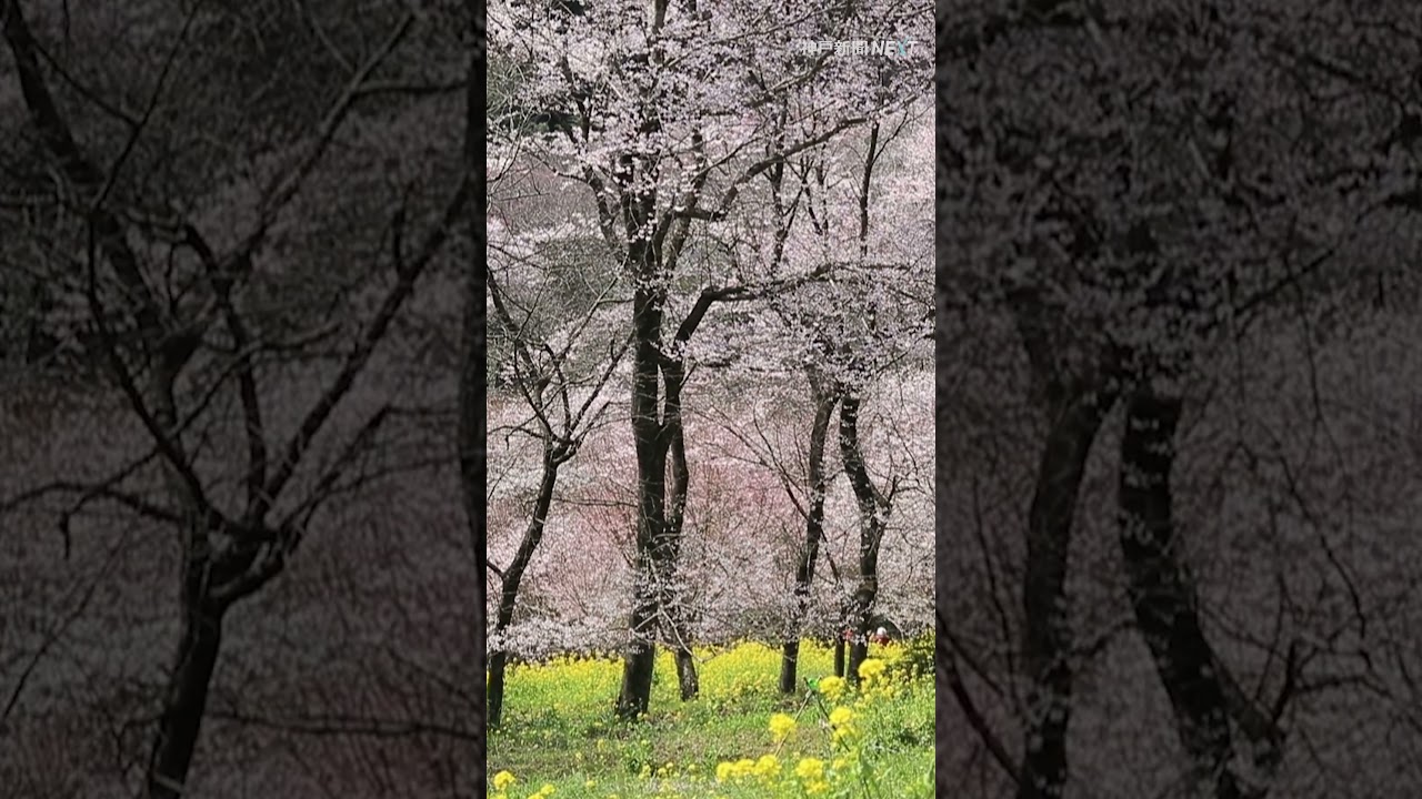 野生の早咲き #サクラ、斜面を染めて　「#エドヒガン」群落が満開★本編動画は▶をクリック