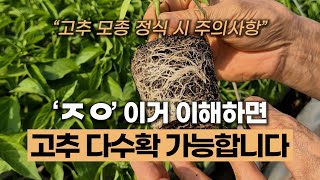 고추 모종 정식 시 주의사항 | 고추 다수확하려면 반드시 지켜야 하는 지열 #에너지농법 #고추정식 #고추모종…