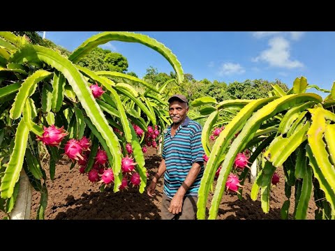 WOW!! 72 Years Old Man Plants Acres of Organic Dragon Fruit in Jamaica - FULL TOUR