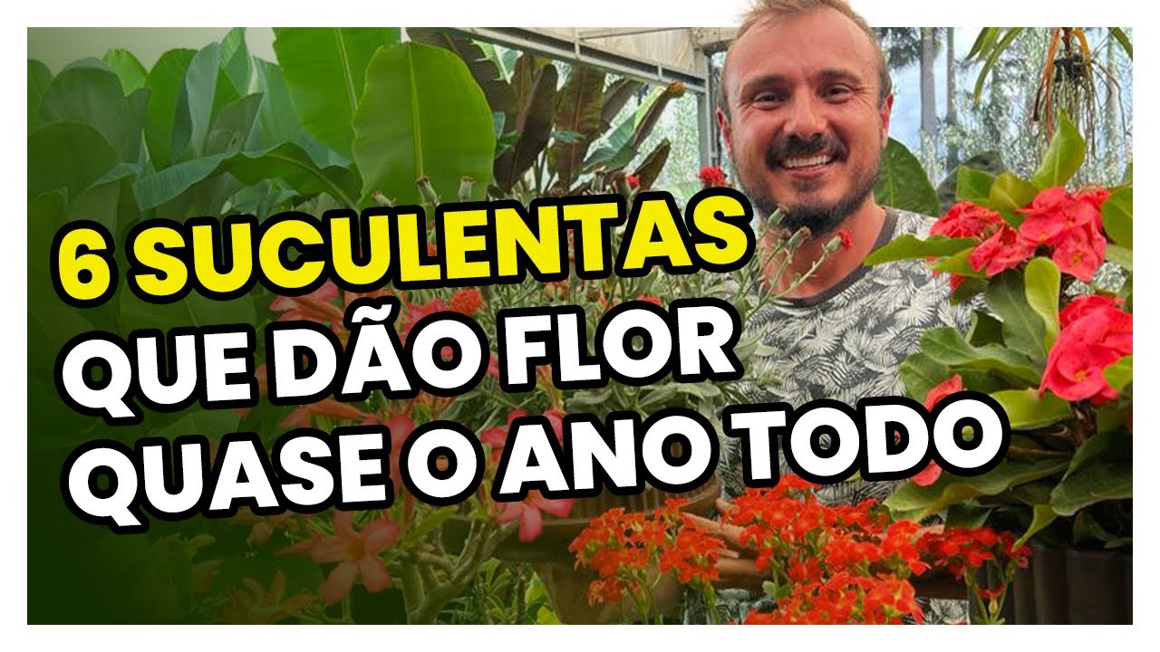 6 SUCULENTAS que florescem quase o ano todo | Dicas de cultivo