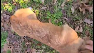 Welsh Corgi Puppies Videos