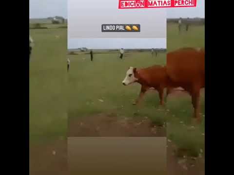 piales. milonga 🤝🏻💪🏻🇦🇷