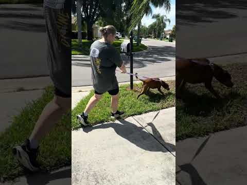 Before: First meet and greet with aggressive dog