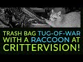 Raccoon Tug-of-War at CritterVision!