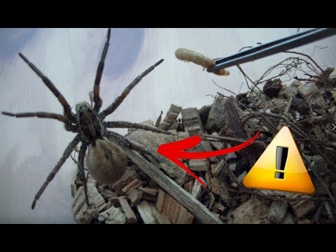 ÉNORME ! ATTAQUE d' ARAIGNÉE sur des INSECTES VIVANTS [ Ft DD-Frelons ]