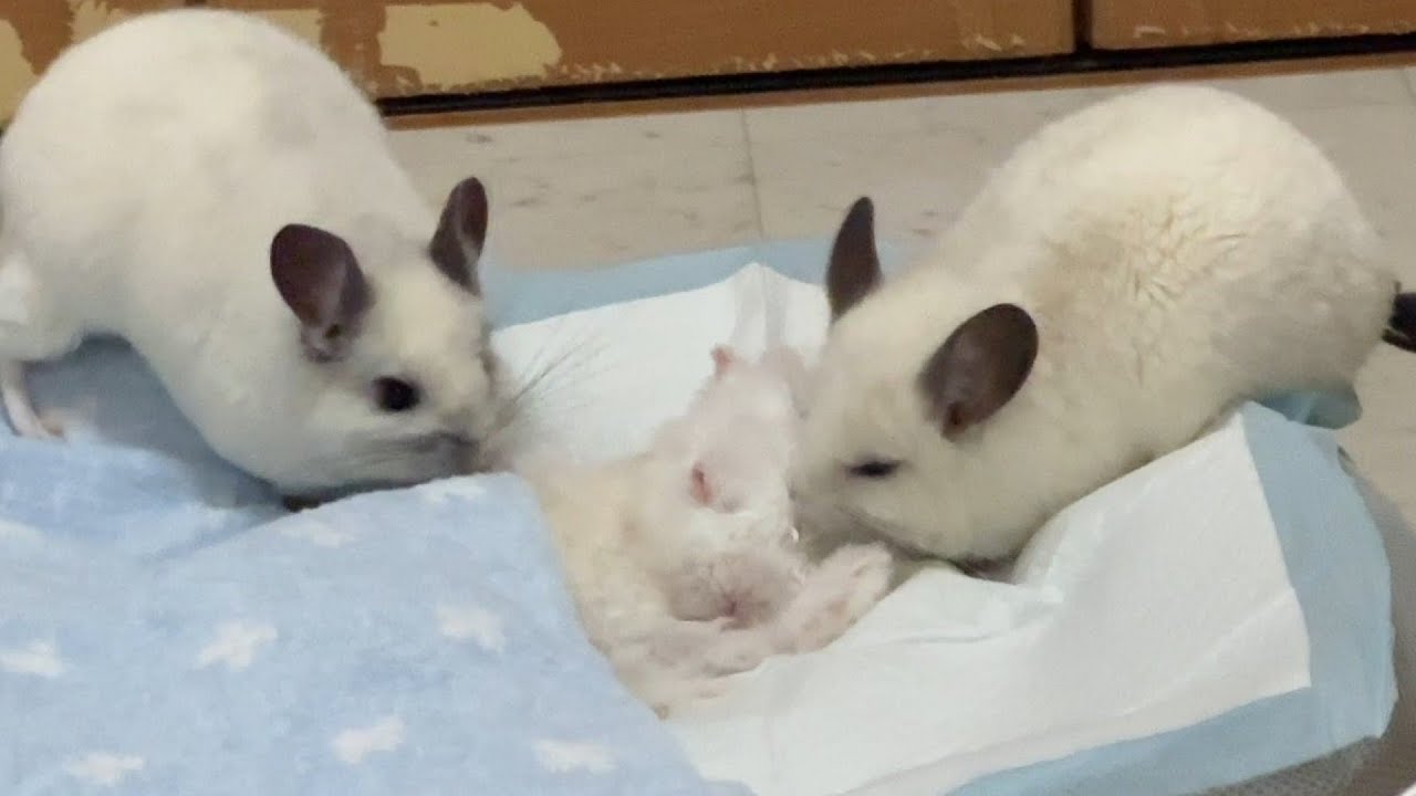 【介護うさぎ】寝たきりになって1年経過「チンチラのお見舞い」「流動食を沢山食べる」「関節をほぐす体操を習慣にする」