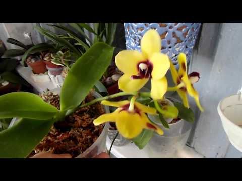 Пересаживаем две цветущие орхидеи.