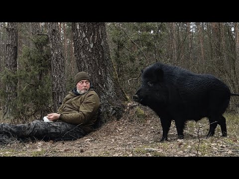 Estos animales nunca olvidarán a sus dueños | ¡Reencuentro animal después de años!