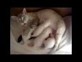 Кошка против видео-съёмки! Улётное видео! Funny Cats 