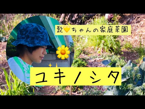 園芸 ユキノシタ