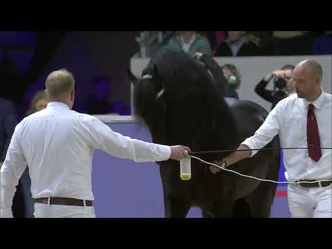 HK 2024   Rubriek 5   Keuring van de ingeschreven stamboekhengsten goedgekeurd vanaf dekseizoen 2021