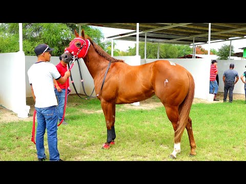 Semifinal Futurity Texano Hit 1