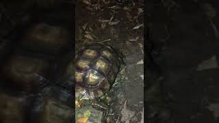 Turtle Reptiles Videos