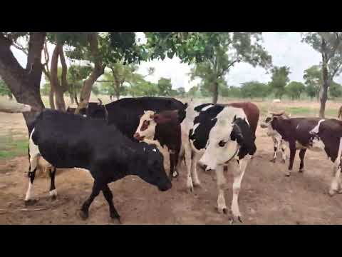 , title : 'Vaches métisses Holstein et Montbéliardes, de bons résultats de l'amélioration génétique au Mali'