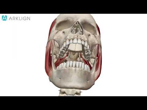 Dental Anatomy: Jaw elevation. TMJ movement animation
