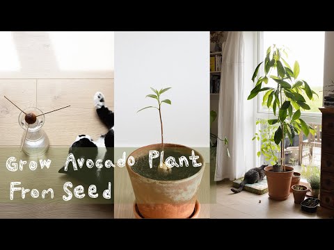 Growing Avocado Plant From Seed Super Easy ! / Living In Scandinavia