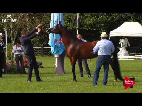 N.94 EXTREME - Ströhen 2017 C-Show - 10 Years and Older Stallions (Class 14)