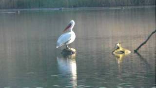 preview picture of video 'Dalmatian Pelican at Klingnauer Stausee, Switzerland, April 29 2010'